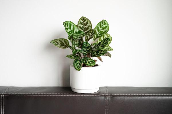 Peacock Plant Care and Propagation - Peacock plant light, temperature and location