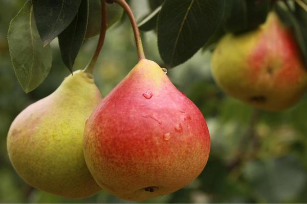 Types of Autumn Fruit - Fall Fruits - Pear