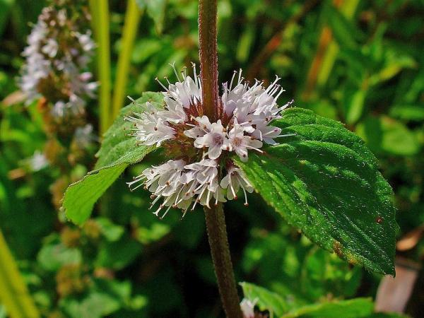 Plants That Repel Mosquitoes - Pennyroyal (Mentha pulegium)