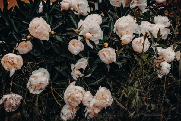 White Flower Plants for the Garden - Peonies (Paeonia)