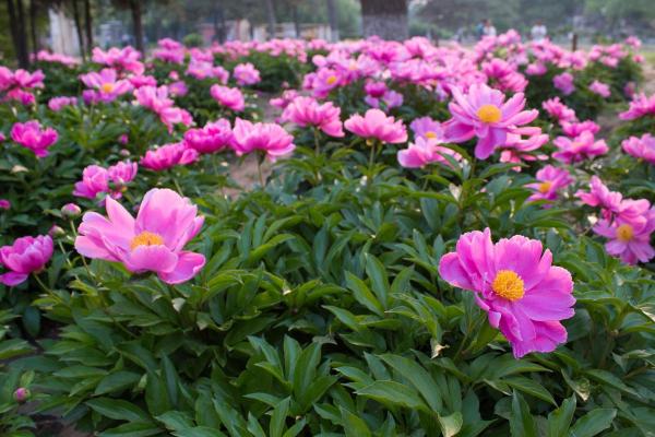 10 Flowers That Bloom in May - Peonies (Paeonia spp.)