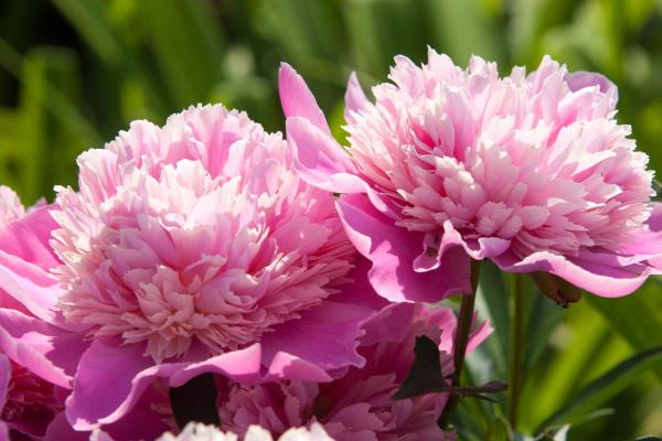 Flowers in Season in March - Peonies (Paeonia spp.)