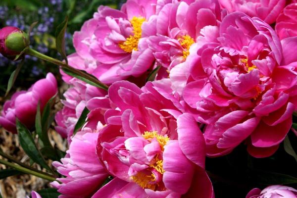 Top 10 Plants with Big Flowers - Peony