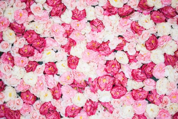 Flowers That Look Like Roses - Peony
