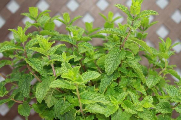 Plants That Repel Mosquitoes - Peppermint (Mentha spicata)