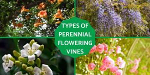 Perennial Flowering Vines - Floral Vine Types