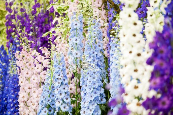 Perennial Larkspur Flower Care - Delphinium Care Guide - Perennial larkspur characteristics