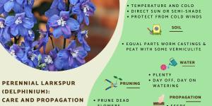 Perennial Larkspur Flower Care - Delphinium Care Guide