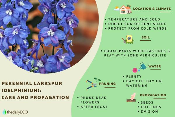 Perennial Larkspur Flower Care - Delphinium Care Guide