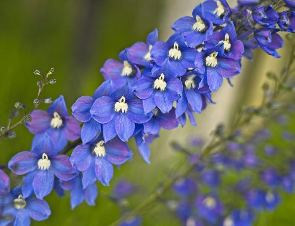 Perennial Larkspur Flower Care - Delphinium Care Guide - Perennial larkspur propagation