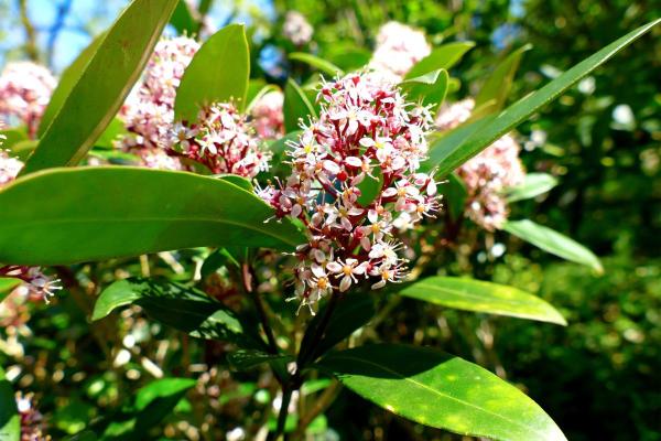 Skimmia Japonica Care Guide - Perfect soil mix for skimmia japonica