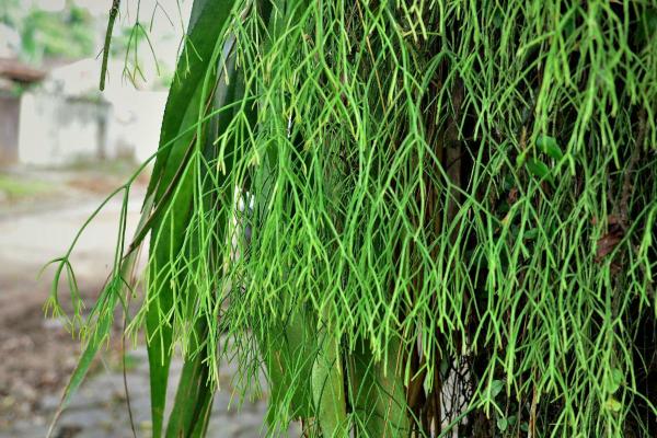 Mistletoe Cactus or Rhipsalis Baccifera Care Guide - Pests and diseases