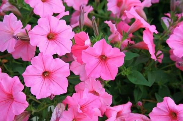 Low Maintenance Plants for Full Sun Gardens - Petunia