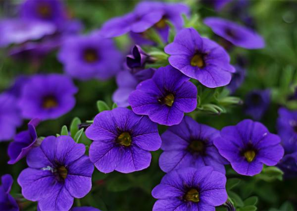 Purple Flowering Plants for Your Home or Garden - Petunia