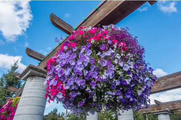 Hanging Plants for Outdoor Spaces - Petunias (Petunia spp.)