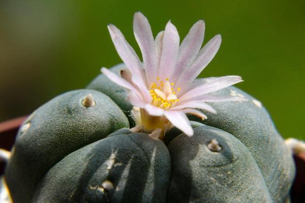 Cactus Without Spines - Spineless Cactus Types - Peyote (Lophophora williamsii)