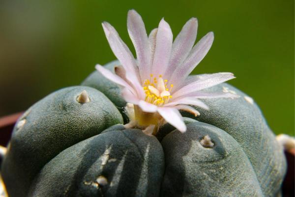 Types of Small Cactus Plants for Pots - Peyote (Lophophora williamsii)