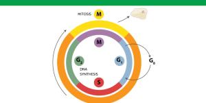 Phases of the Cell Cycle - Summary