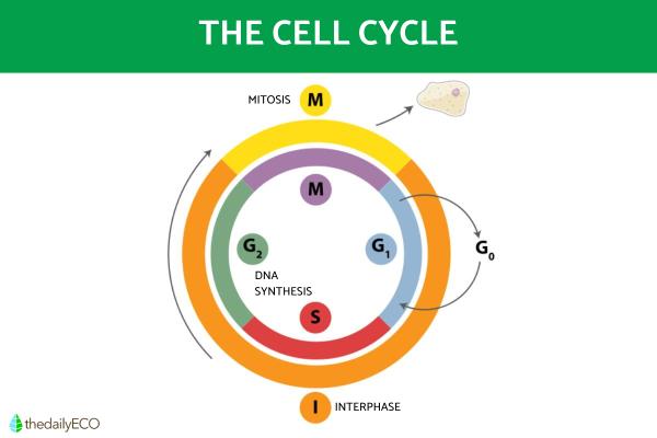 Phases of the Cell Cycle - Summary