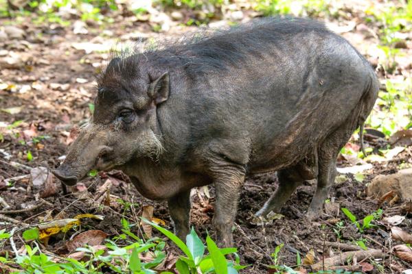 Different Types of Swine Species - Philippine warty pig (Sus philippensis)