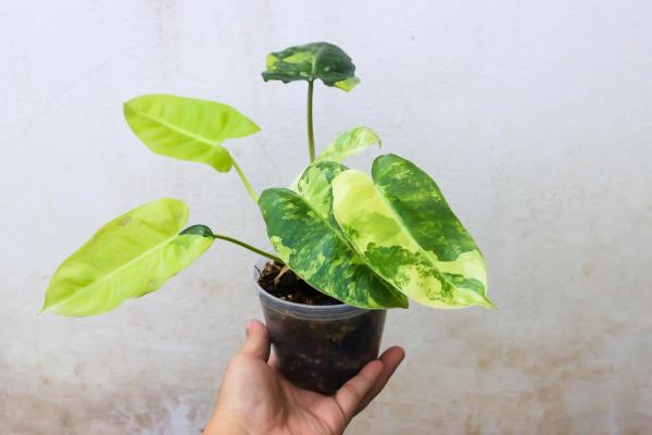 Types of Philodendron With Pictures - Philodendron mini (Philodendron scandens mini)