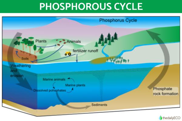 What Are Biogeochemical Cycles? - Phosphorus cycle