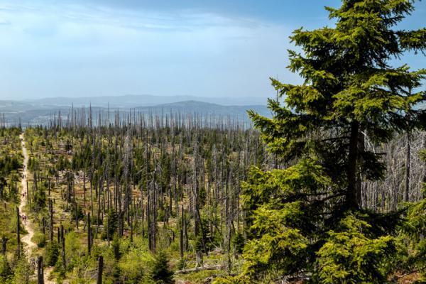 Causes and Effects of Deforestation - Photos of the effects of deforestation