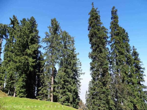 Different Types of Fir Trees - Pindrow fir (Abies pindrow)