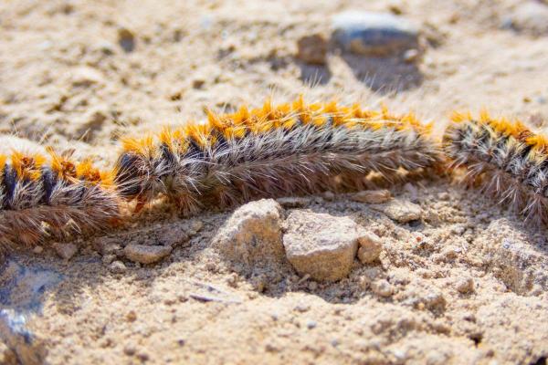 Different Types of Caterpillars - Pine processionary caterpillar (Thaumetopoea pityocampa)