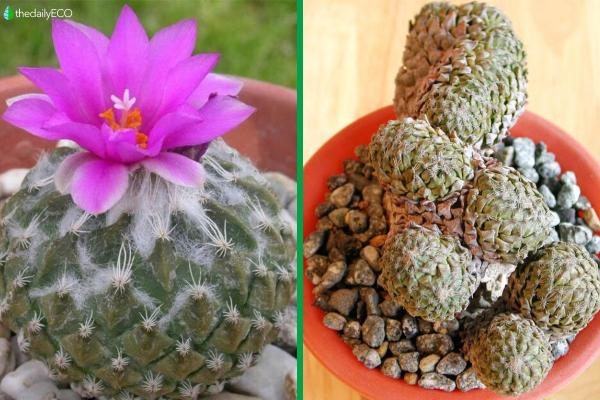 Types of Small Cactus Plants for Pots - Pinecone cactus (Pelecyphora strobiliformis)