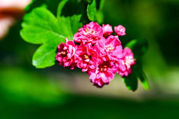 Fruit Trees That Have Pink Flowers - Pink hawthorn (Crataegus laevigata ‘Rosea’)