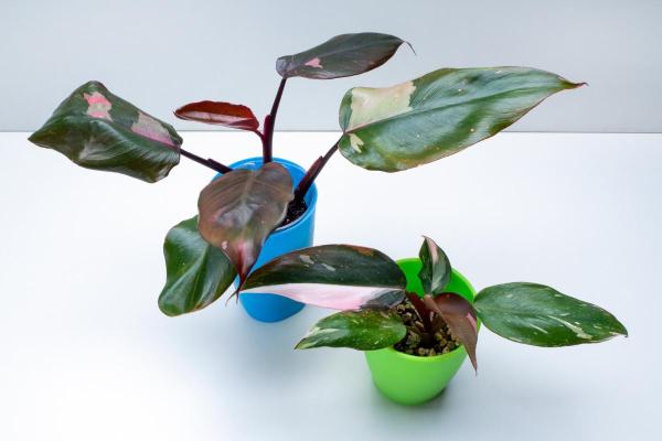 Types of Philodendron With Pictures - Pink princess philodendron (Philodendron erubescens ‘Pink Princess’)