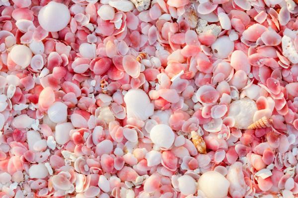 Most Beautiful Pink Sand Beaches in the World - Pink sand beach (Barbuda)