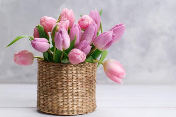 Tulip Color Meanings - Symbolism of Tulips - Pink tulip