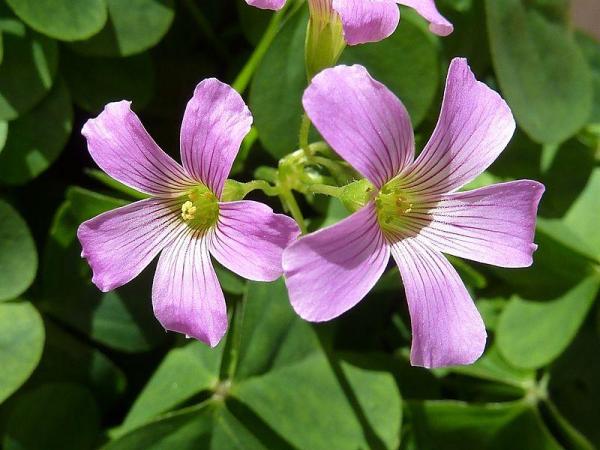 Plants With Flowers That Bloom All Year - Pink woodsorrel (Oxalis debilis)