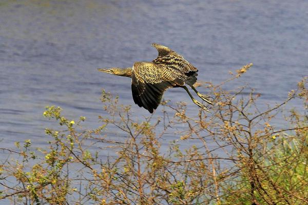 Types of Heron Birds - Pinnated bittern