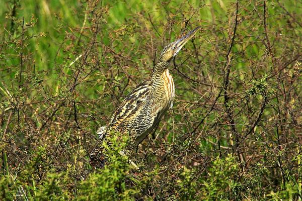 Types of Wading Birds - Pinnated bittern (Botaurus pinnatus)