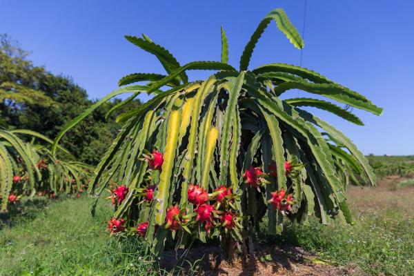 Cactus Without Spines - Spineless Cactus Types - Pitahaya (Selenicereus undatus)