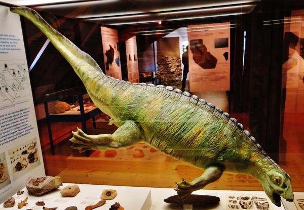 Were There Ocean Dinosaurs? - Placodus spp.