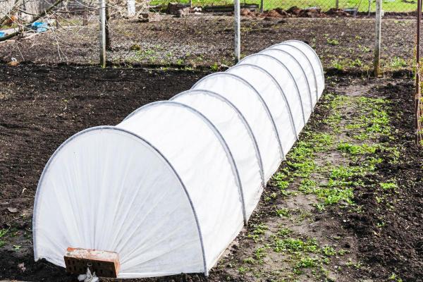 How to Protect Plants From Frost and Freeze - Plant covers for frost