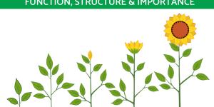 Plant Stem Parts & Their Roles