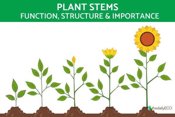 Plant Stem Parts & Their Roles
