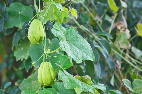 How to Plant and Grow Chayote Squash - Planting chayote squash seeds
