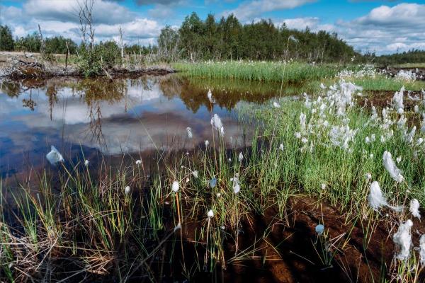 What Are Peatlands? - Types and Uses - Plants and animals found in peatlands