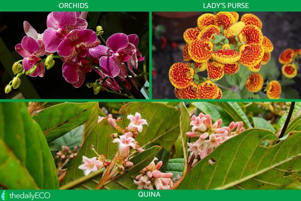 Andean Plants and Animals - Flora and Fauna - Plants of the Andean region