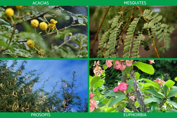 What Are Thorn Forests? - Plants of thorn forests