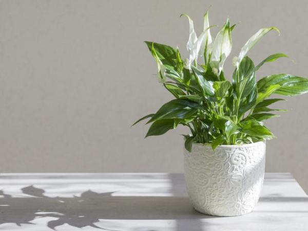 Plants That Absorb Moisture