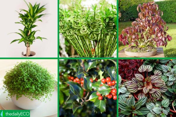 Plants That Absorb Moisture -
