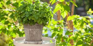 Plants That Repel Mosquitoes