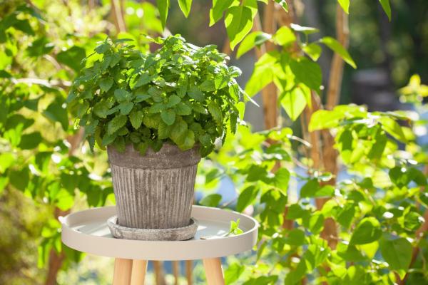 Plants That Repel Mosquitoes
